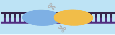 Meganuclease technology gene editing a DNA  strand